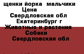 щенки йорка. мальчики › Цена ­ 10 000 - Свердловская обл., Екатеринбург г. Животные и растения » Собаки   . Свердловская обл.